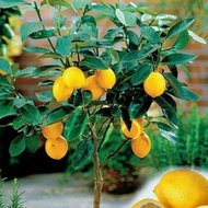 BIBIT TANAMAN JERUK LEMON🌱Bibit Jeruk Lemon California Lemon Jumbo Nipis California Pohon Jeruk Lemo