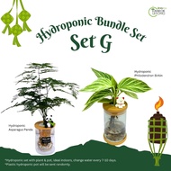 TKL - Hydroponic Indoor Plant Bundle Set Table Top Plant 室内水培植物套装