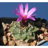 Turbinicarpus alonsoi seeds