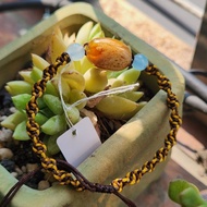 B080104 Myanmar White Root Amber Bracelet Draw Style 16mm X 11.5mm X 6.5mm