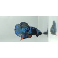 Ikan Cupang Black Series Pelakat Avatar Nemo