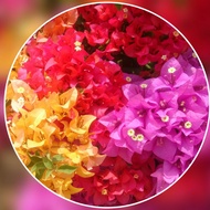 Classic Bougainvillea Stem Cuttings (2 stems, no roots)
