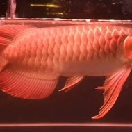 ikan arwana super red special 35cm mascapai