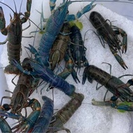 udang lobster hidup 2 ekor