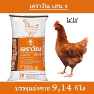 Egg Chicken Food Erawan Hen 9 Over 20 Weeks To Release