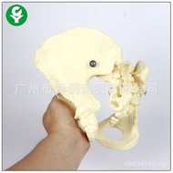 Model Human Body VOKS