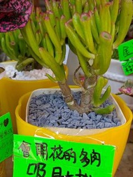 多肉植物/靚花/盆栽/鮮花/吸財樹/金枝玉葉/馬蹄紅/蘿卡/仙人球/六月雪/紅楓葉/黑天鵝/金錢木/一帆風順/象牙