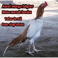 Telur Ayam Bangkok Aseel Murga Aduan Pukl K.O New Stock