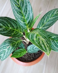 Aglaonema Moonlight Bay with FREE white plastic pot, pebbles and garden soil (Live plant and Indoor plant)