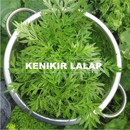 Bibit KENIKIR 200 biji / bibit / benih KENIKIR / SORENG ( Kenikir untuk urap atau juga buat lalap / 