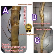 bambu petuk bambu jalu bambu sisik naga bambu rancang kencono