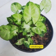 keladi mini liliput syngonium