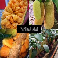 POKOK CEMPEDAK MADU CH28