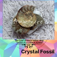 CRYSTAL FOSSIL - Ammonite (Big)