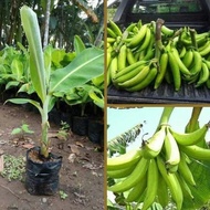 Bibit Pisang Tanduk / Bibit Pisang Unggul / Bibit Bonggol Pisang Tanduk