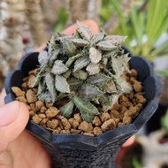 Euphorbia tulearensis Berkualitas