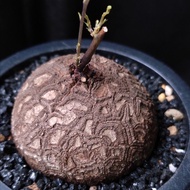 很圓) 南非龜甲龍   靚紋 6.3cm   連 花盆 塊根 植物 盆栽 Plant  caudex 非象牙宮【實拍。只此一盆】 👑 9年老店