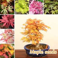 Ready Stock Mix Colour 50PCS Maple Seeds Potted Maple Tree Seeds Bonsai Tree Seeds for Planting Rare Flower seeds