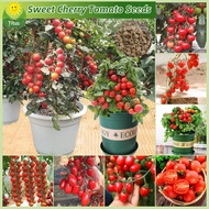 เมล็ดพันธุ์ มะเขือเทศเชอรี่ บรรจุ 150 เมล็ด Bonsai Cherry Tomato Seed Vegetable Seeds for Planting เมล็ดมะเขือเทศเชอร์รี่ มะเขือเทศ เมล็ดผลไม้ เมล็ดพันธุ์ผัก ต้นไม้มงคล พันธุ์ไม้ผล ต้นผลไม้ ผักออร์แกนิก บอนไซ ต้นไม้แคระ เมล็ดบอนสี ผักสวนครัว ปลูกได้ตลอดปี
