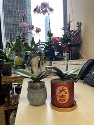 迷你蘭花株苗 連陶瓷盆 連松樹皮