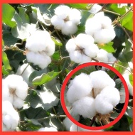 Biji Benih Kapas（20+/-) Cotton Seeds 棉花种子 花种子 Flower Seeds