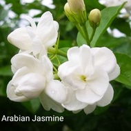 Anak pokok bunga melur. (Jasmine)