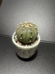 琉璃兜 連盆  高4cm 直徑5cm 仙人掌科 星球屬 星兜 無刺仙人掌