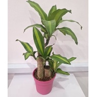 Indoor plant -Draceana 1ft (~ 30cm), comes in 3 stems and 6inch pot
