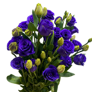 Premium Grade Fresh Eustoma - Direct from Farm | High Quality Cut Flowers