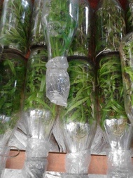 Ternama Paket 3 Bibit Anggrek Dendrobium Bulan Vanda Dan Catleya Botol