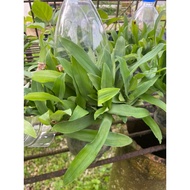 Rumput Beijing (Rumput Siti Khadijah)