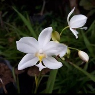 Tanaman hias anggrek tanah bunga putih - bibit tanaman