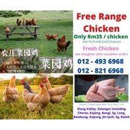 Fresh Free Range Chicken, FRESH:Slaughter after confirm order and deliver immediately. Guarantee No 