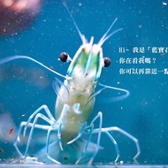 藍寶石草蝦