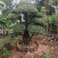 pohon beringin korea tanaman hias 