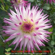 Dahlia cactus flower seeds 10 mixed color seeds
