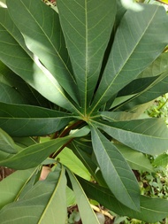 jual daun singkong racun sapikuru 500 grm