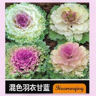 เมล็ด คะน้า ปูเล่ ประดับ 30/80/100 เมล็ด คละสี / สีขาว / สีม่วง สายพันธุ์ OP/F1 ปูเล่ (Osaka Series 