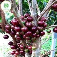 Cây nho thân gỗ 12 vụ quả đỏ trưởng thành đang hoa quả cao 1m4 - ra hoa quả quanh năm