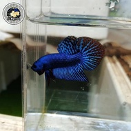 Top Grade cupang hias wild betta alien hybrid blue indukan Real pict