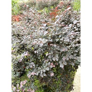 Loropetalum chinense (Purple). 1.2meter height Can grow up to 6-8 ft. tall. Free fertilizer and soil