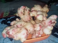 Jahe Gajah Muda segar 1 kg