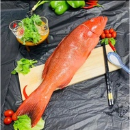 Fresh Frozen Red Grouper