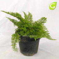 GG - Fluffy Ruffle Fern / Nephrolepis Exaltata