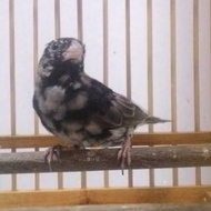 burung indigo village trotol jantan pilihan