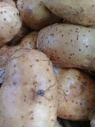 มันนก1กิโล 149บาท