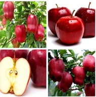 ขายส่ง 50 เมล็ด เมล็ดแอปเปิ้ลป่า seeds Apple บอนไซApple บอนไซ bonsai apple tree บอนไซต้นไม้จิ๋ว เมล็