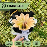 Mini MONEY BOUQUET / MINI MONEY BOUQUET / MINI BOUQUET / MINI BOUQUET GRADUATION GIFT BOUQUET / GIFT