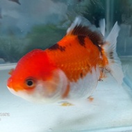 ikan oranda 3color,beautiful