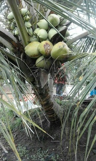 bibit pohon kelapa genjah entog pkt 1000 pcs